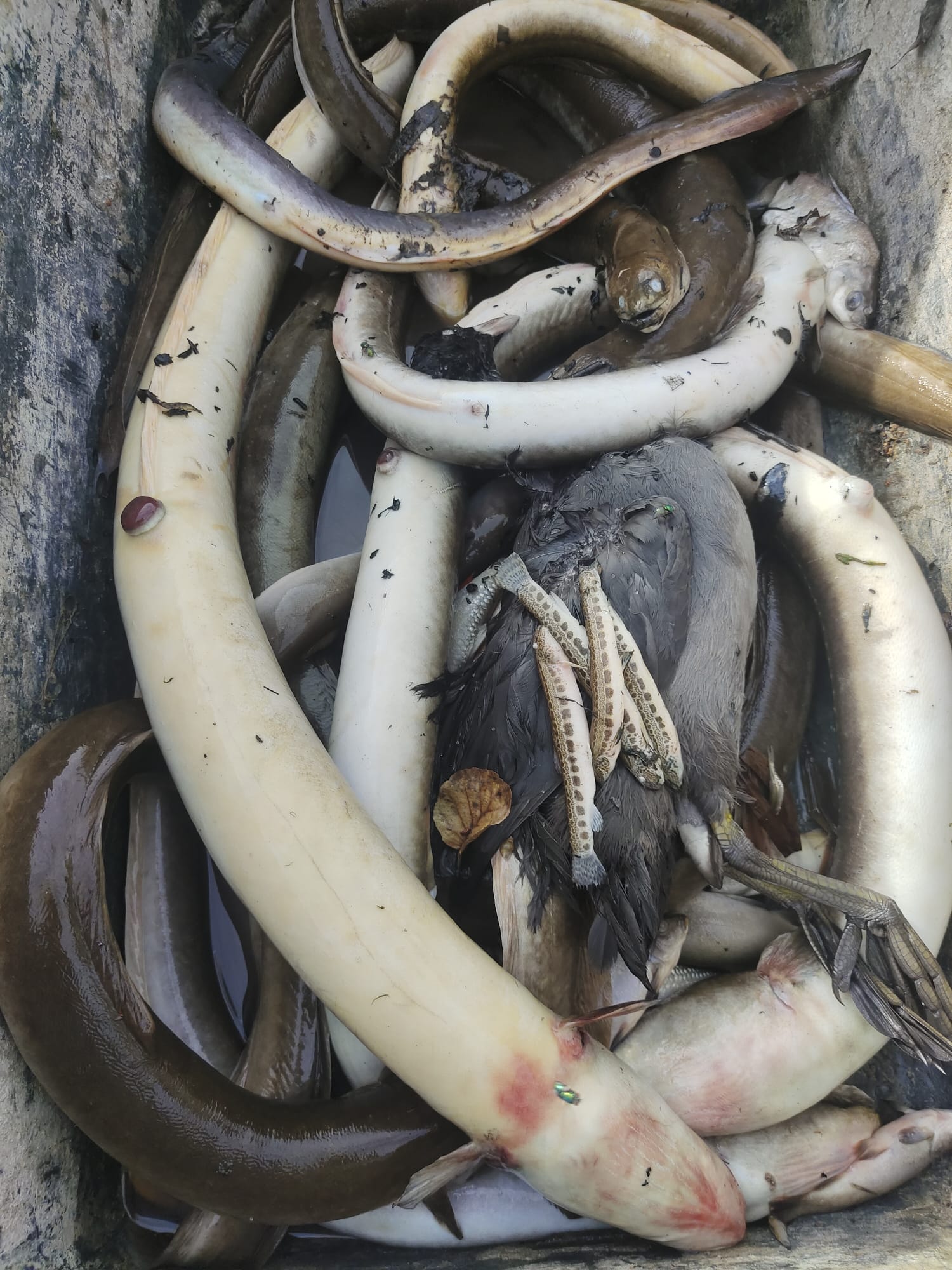 Sauerstoffmangel 2023